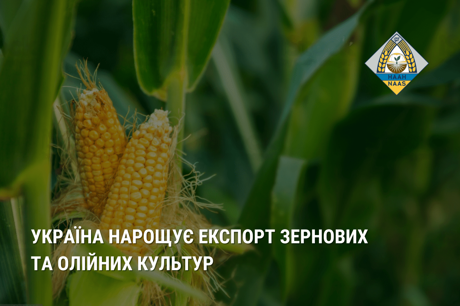Україна нарощує експорт зернових та олійних культур